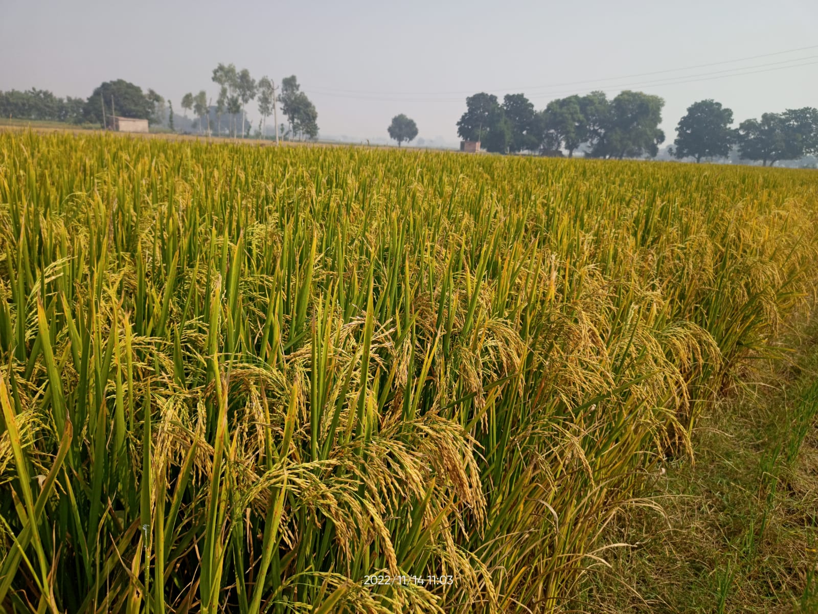 From Seed to Sustainability: Essential Tips for Successful Paddy Cultivation