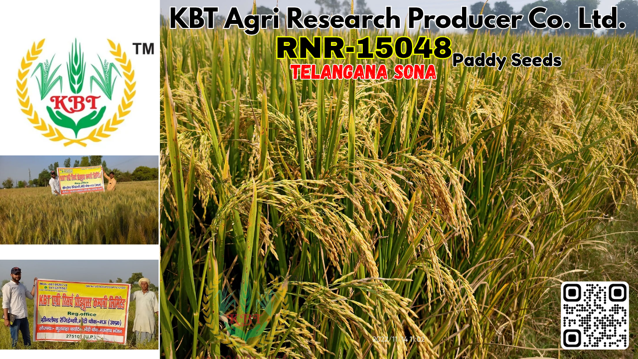 Compare RNR-15048 (Telangana Sona) Sugar-Free Rice vs Chintu Paddy for Uttar Pradesh Farmers.