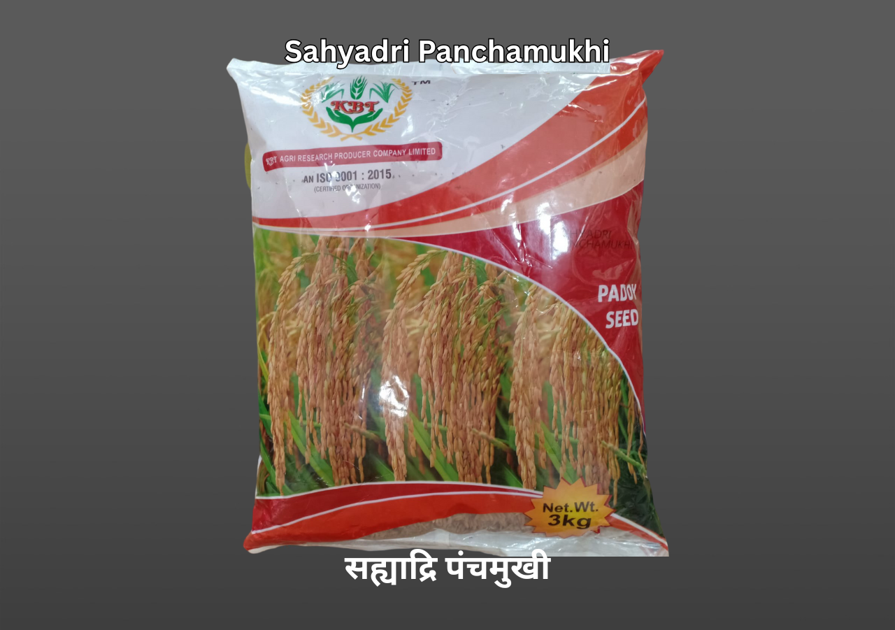 SAHYADRI PANCHAMUKHI (सह्याद्रि पंचमुखी) 3Kg