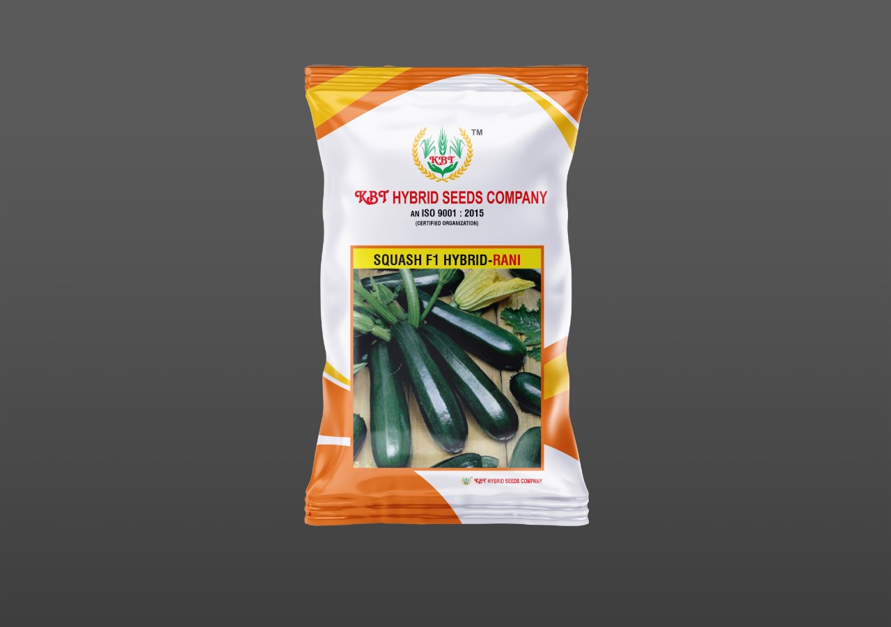 SQUASH F1 HYBRID - RANI 10g